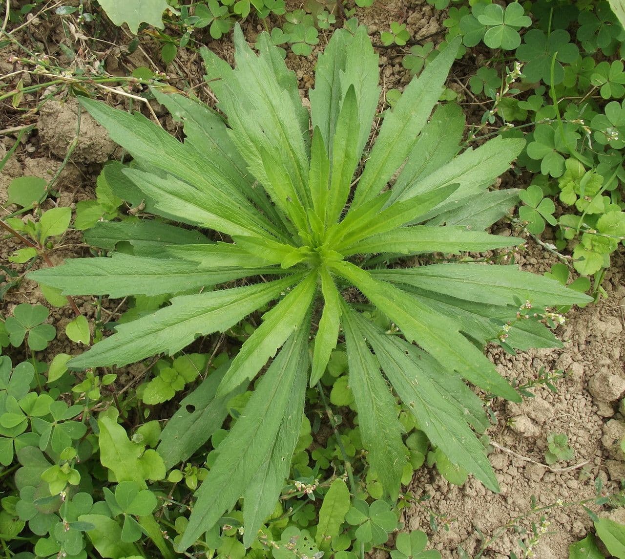Coniza 11