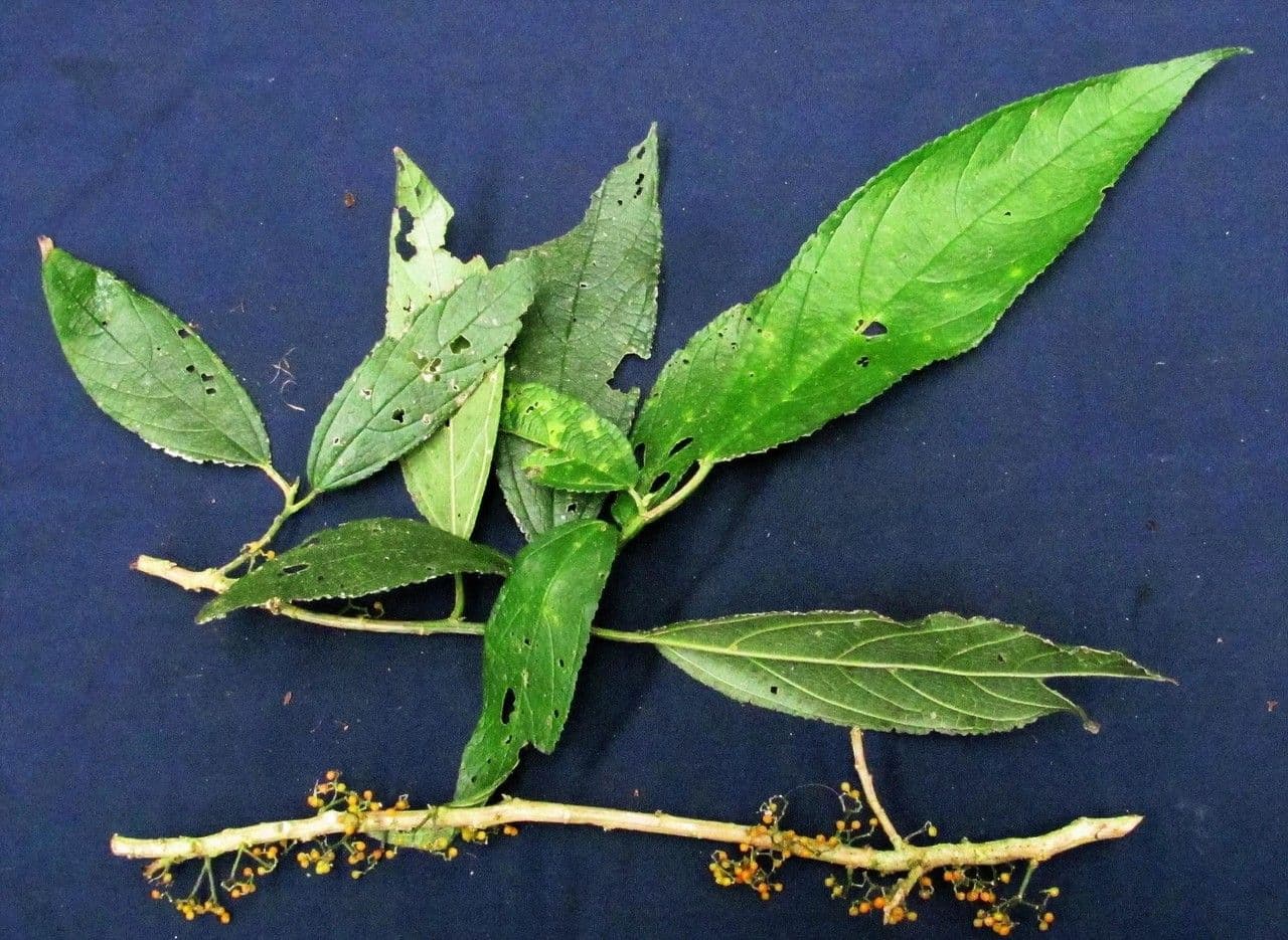 Urera simplex 23