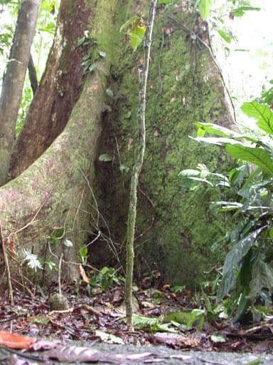 Hieronyma alchorneoides 10