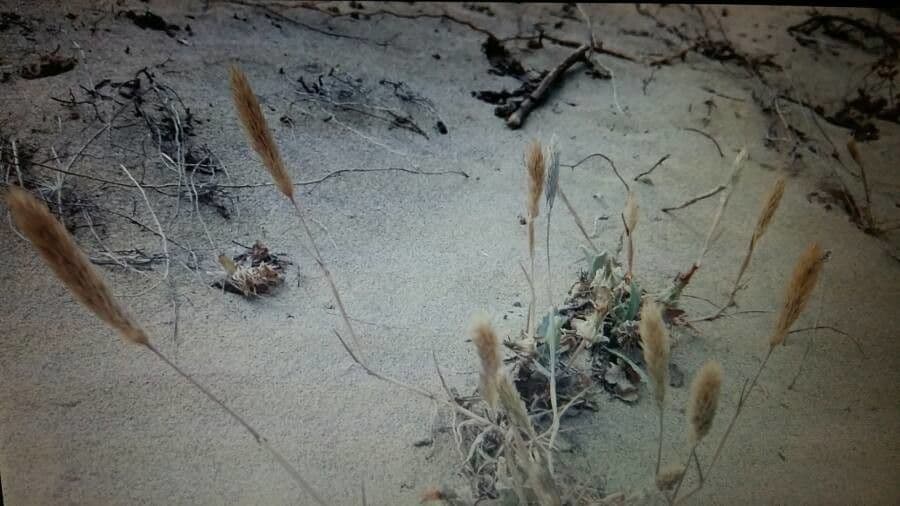 Codolina delle spiagge