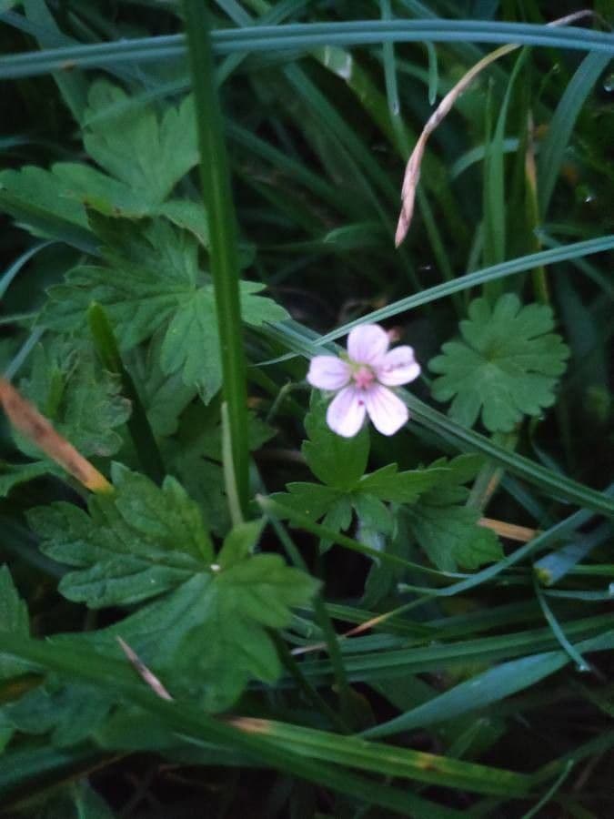 Geranium sibiricum 8