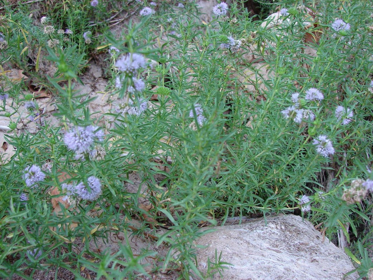Menta cervina 8