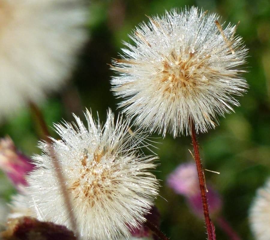 Scharfes Berufkraut 4