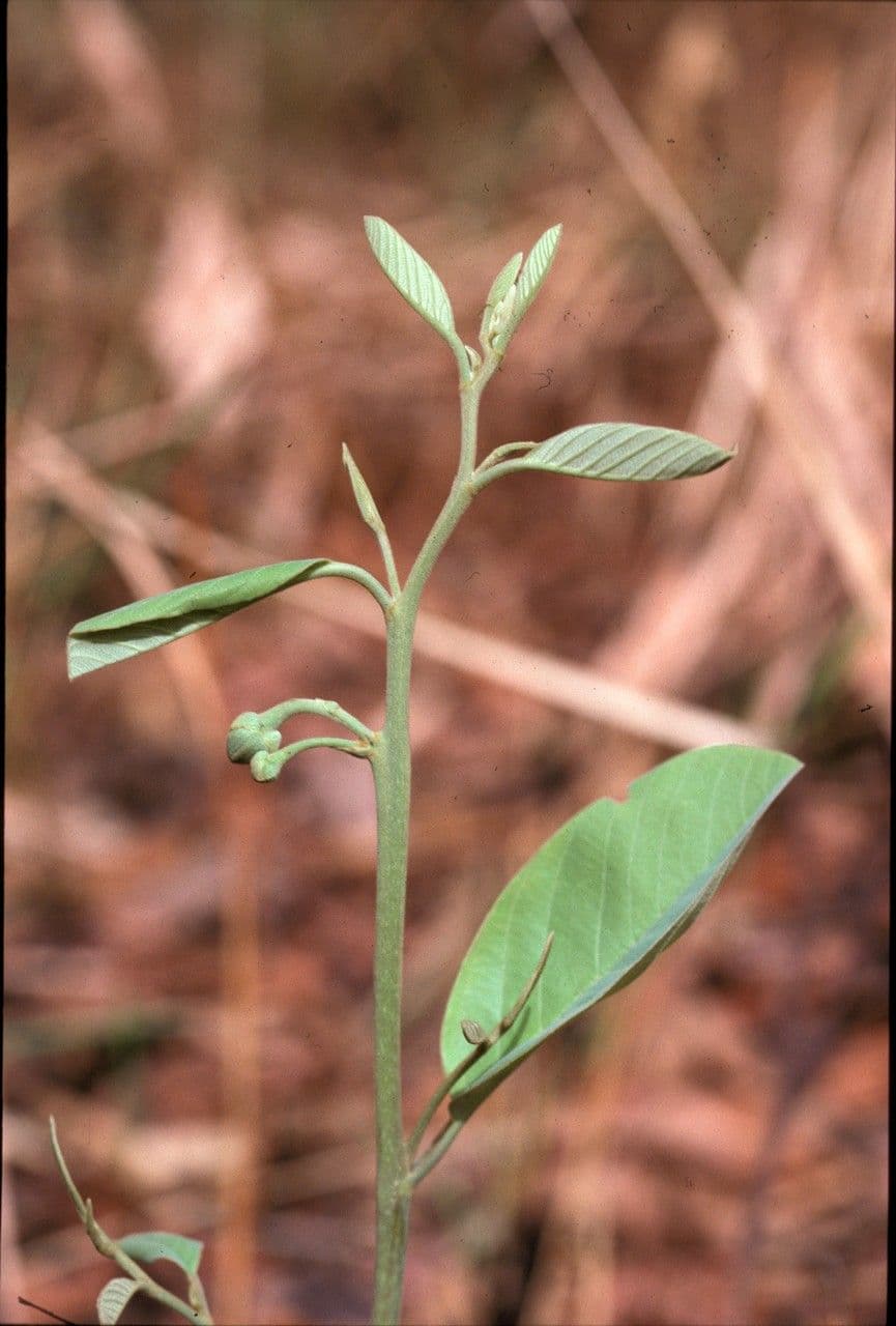 Annona senegalensis 6