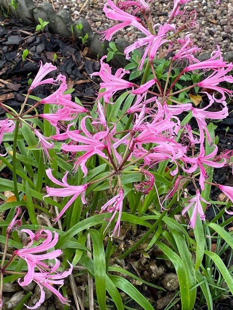 Nerine 10
