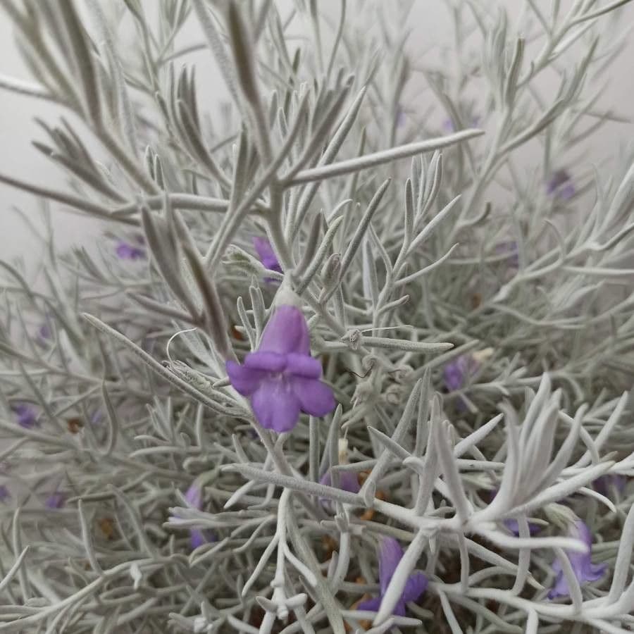 Eremophila 15