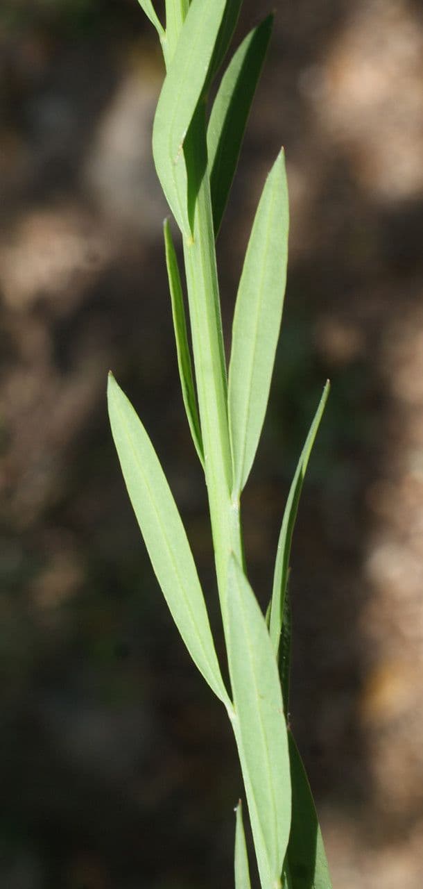 Guardalobo 22