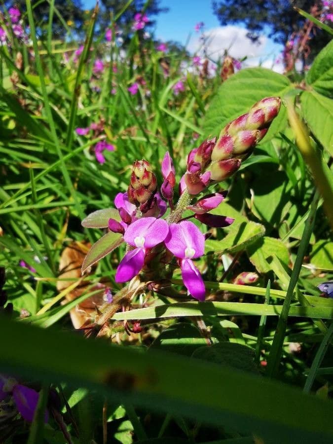 Desmodium 8