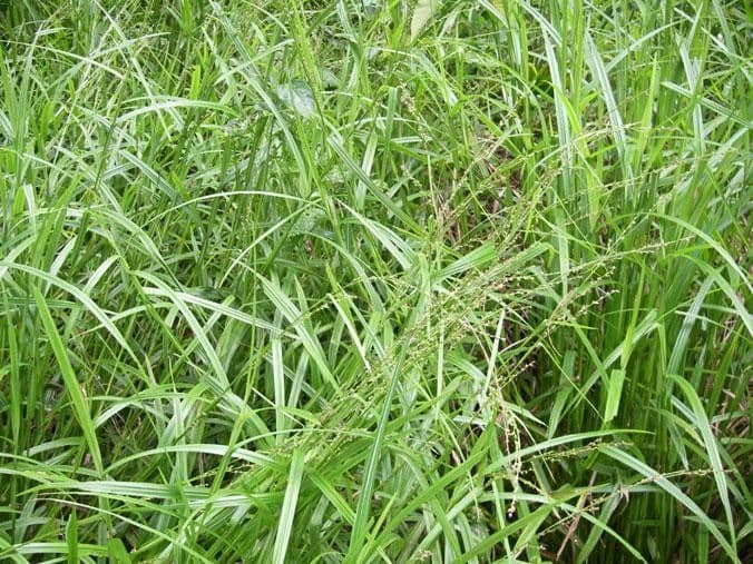 Scleria a piccoli frutti 5