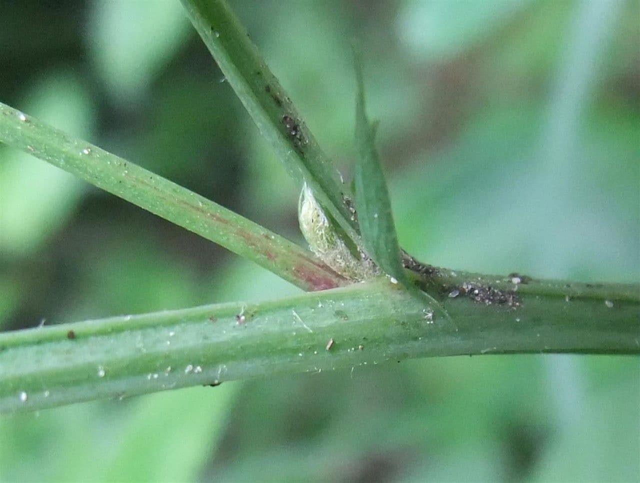 Cicerchia nera 19