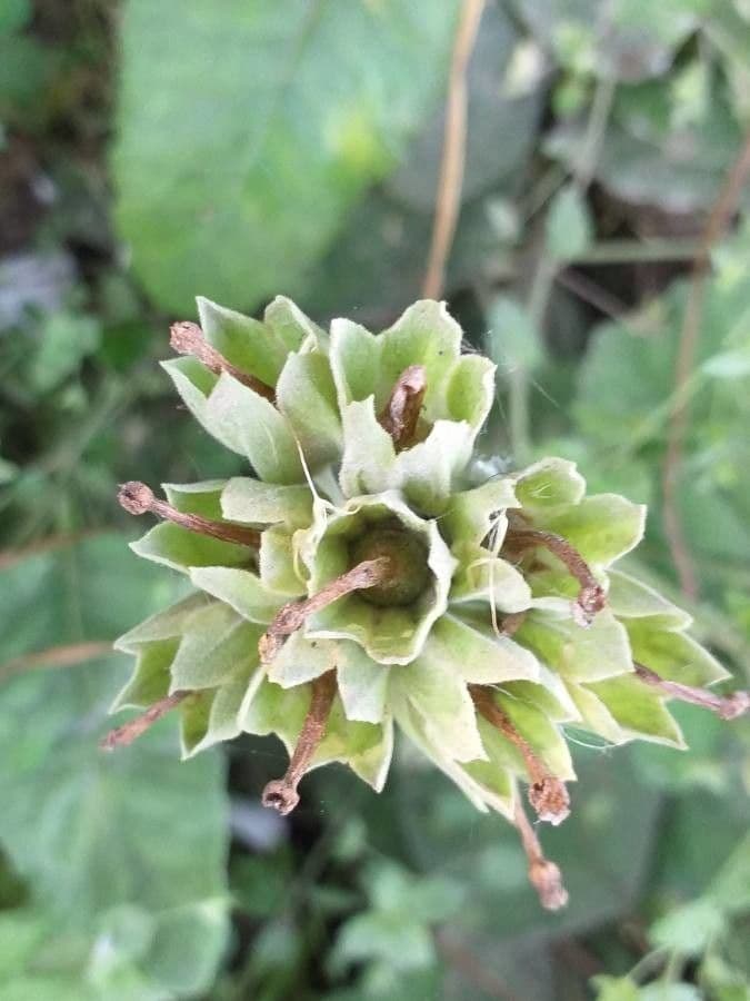 Primavera 5