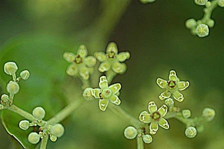 Hippocratea 7