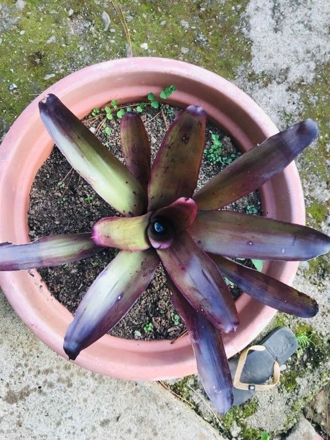 Neoregelia 5