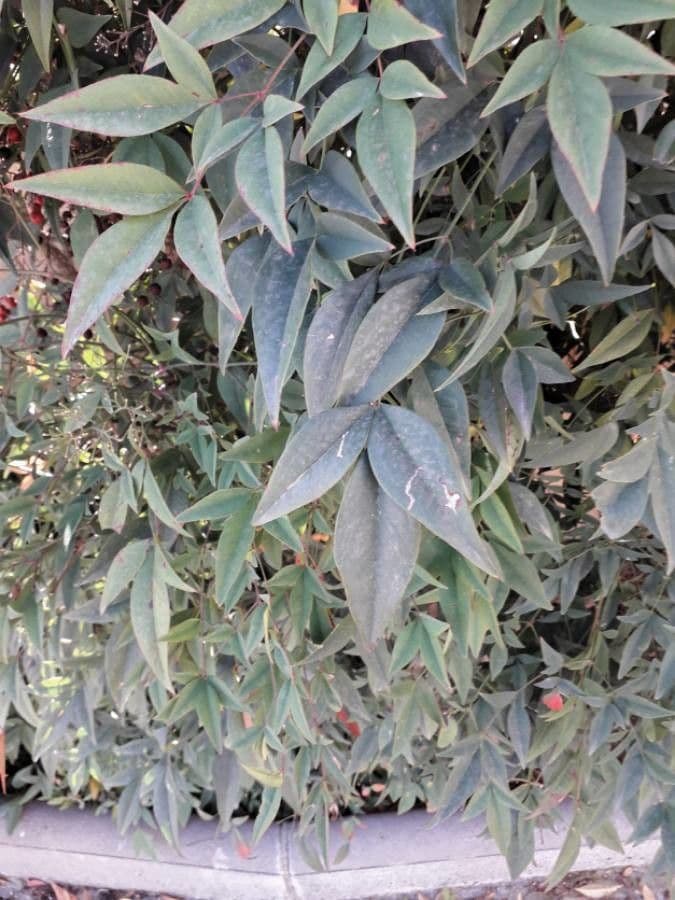 Nandina 17