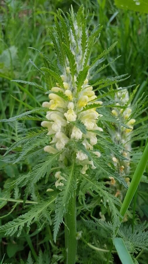 Pedicularis frondosa 8
