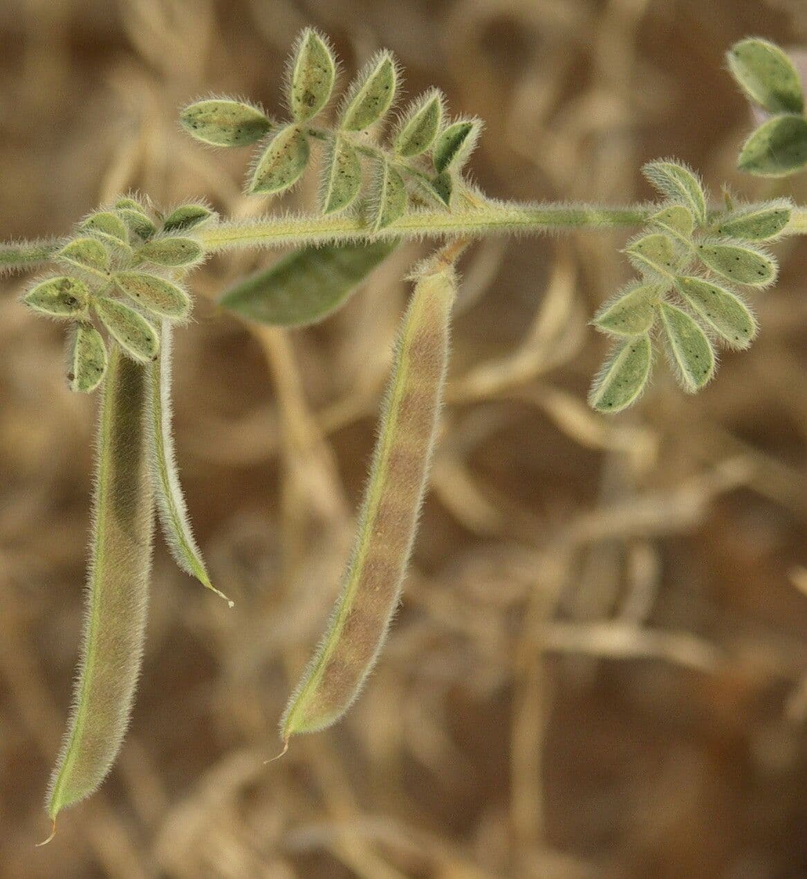 Tephrosia