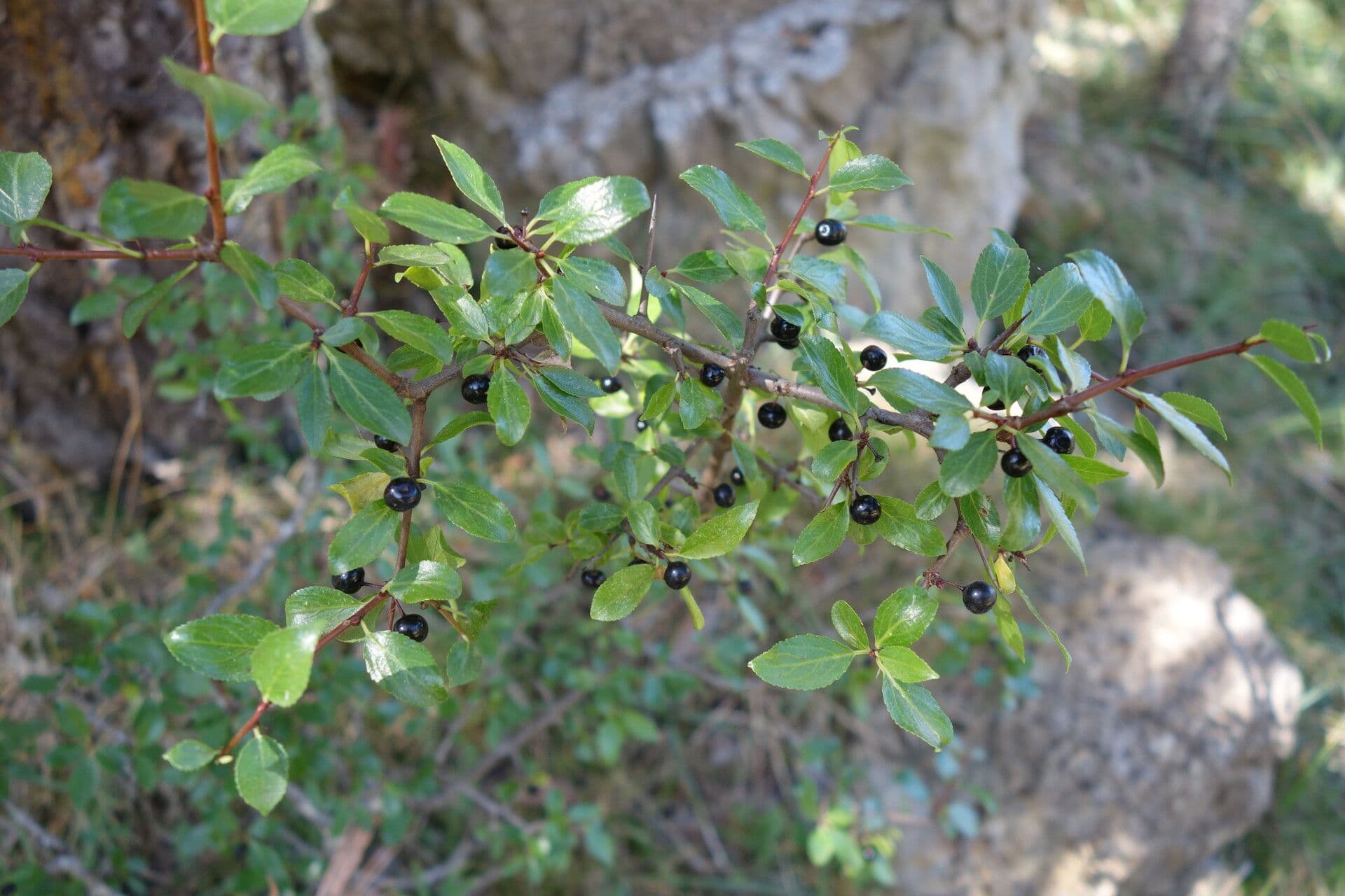 Espino de roca 3