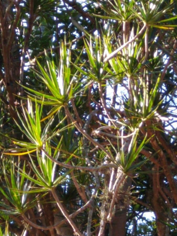 Aloe 8