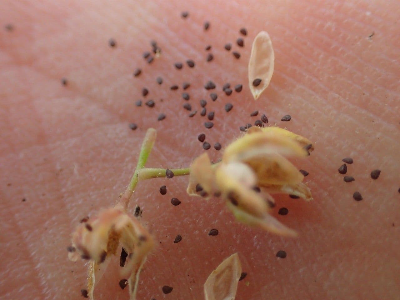 Spergularia comune 23