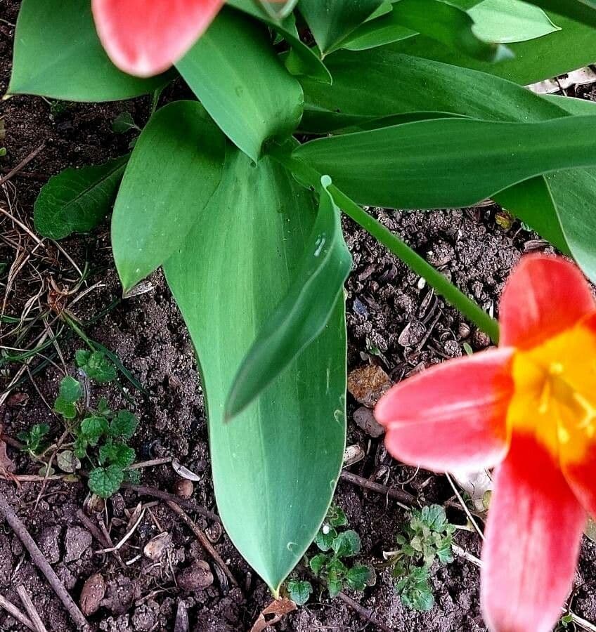 Tulipano ninfea 16