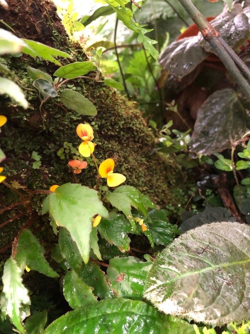 Begonia