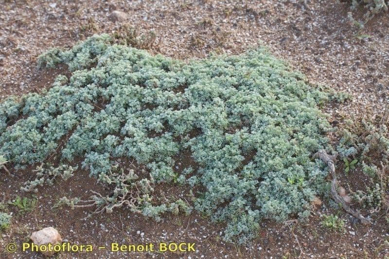 Artemisia rastrera