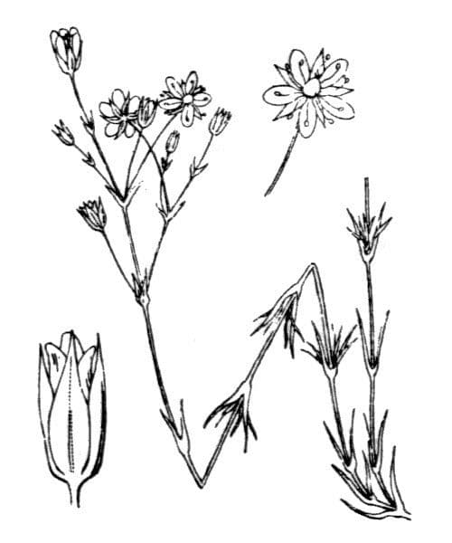 Minuartia setacea 16