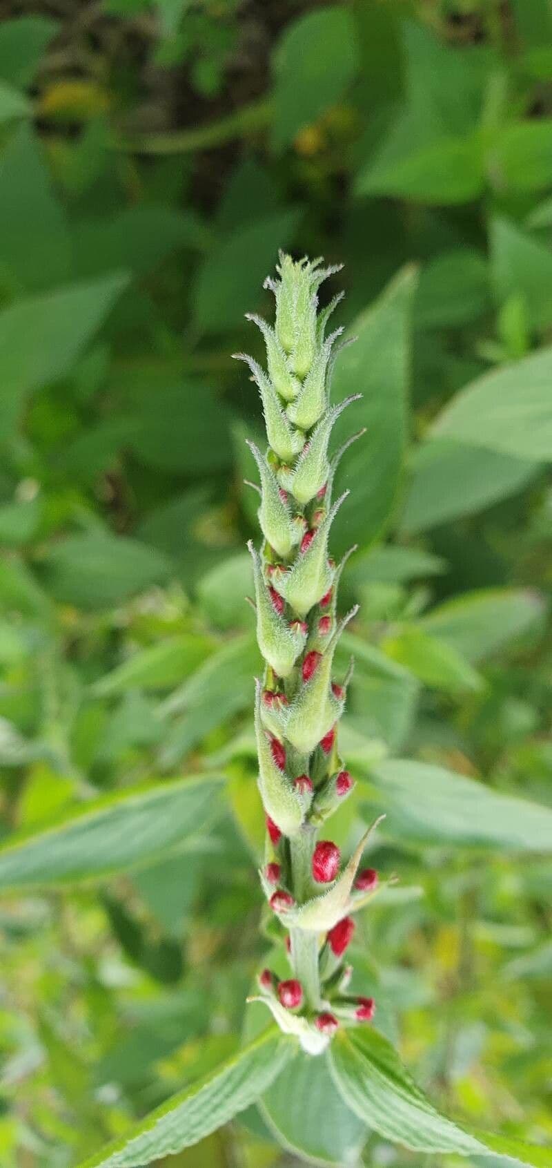 Salvia ananas 21