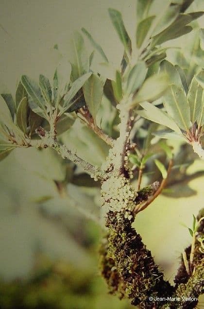 Pycnandra 2