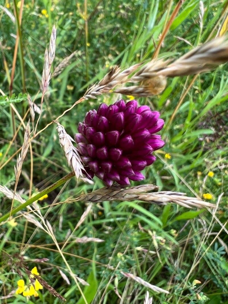 Aglio testatonda 4