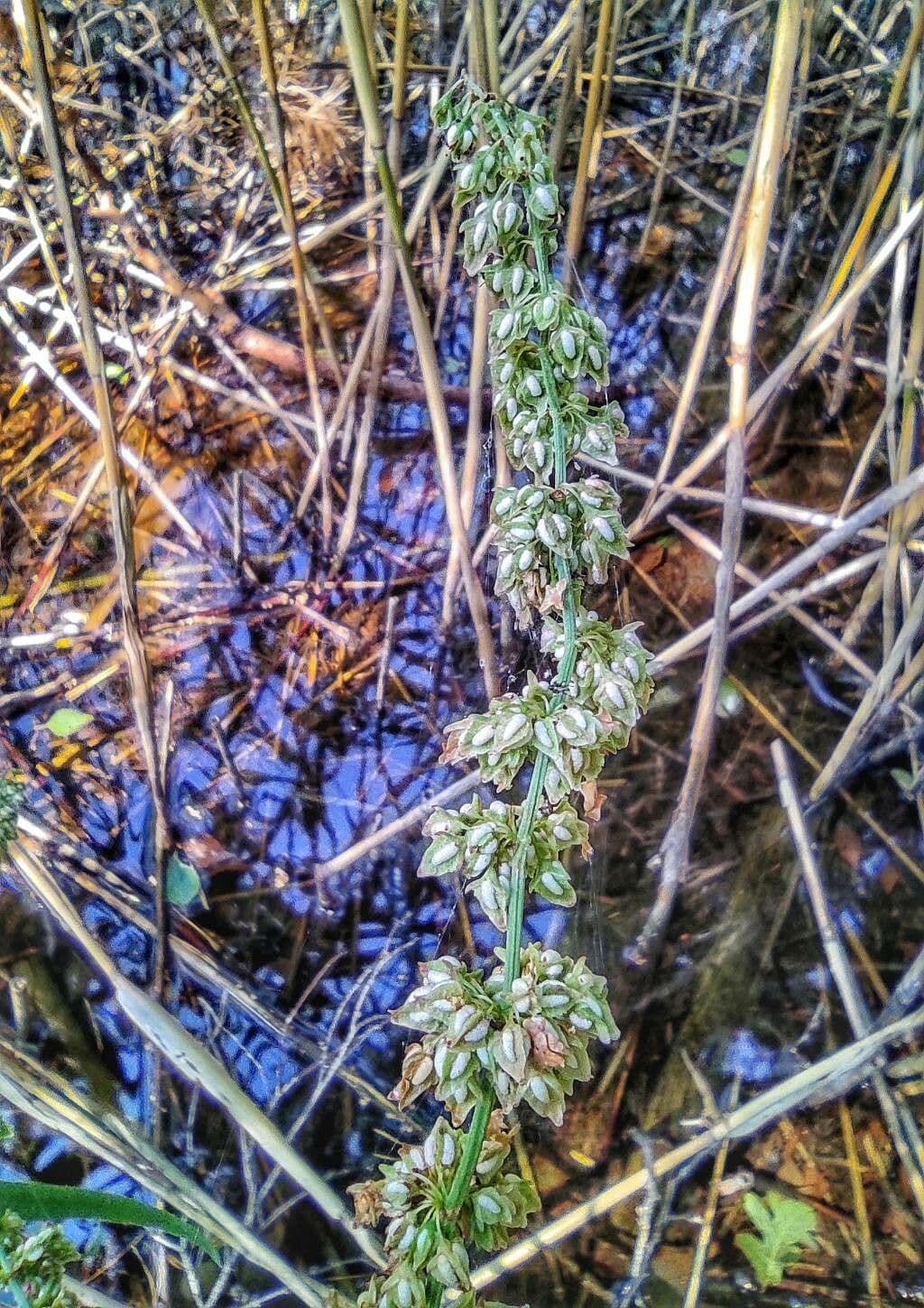 Fluss-Ampfer 29