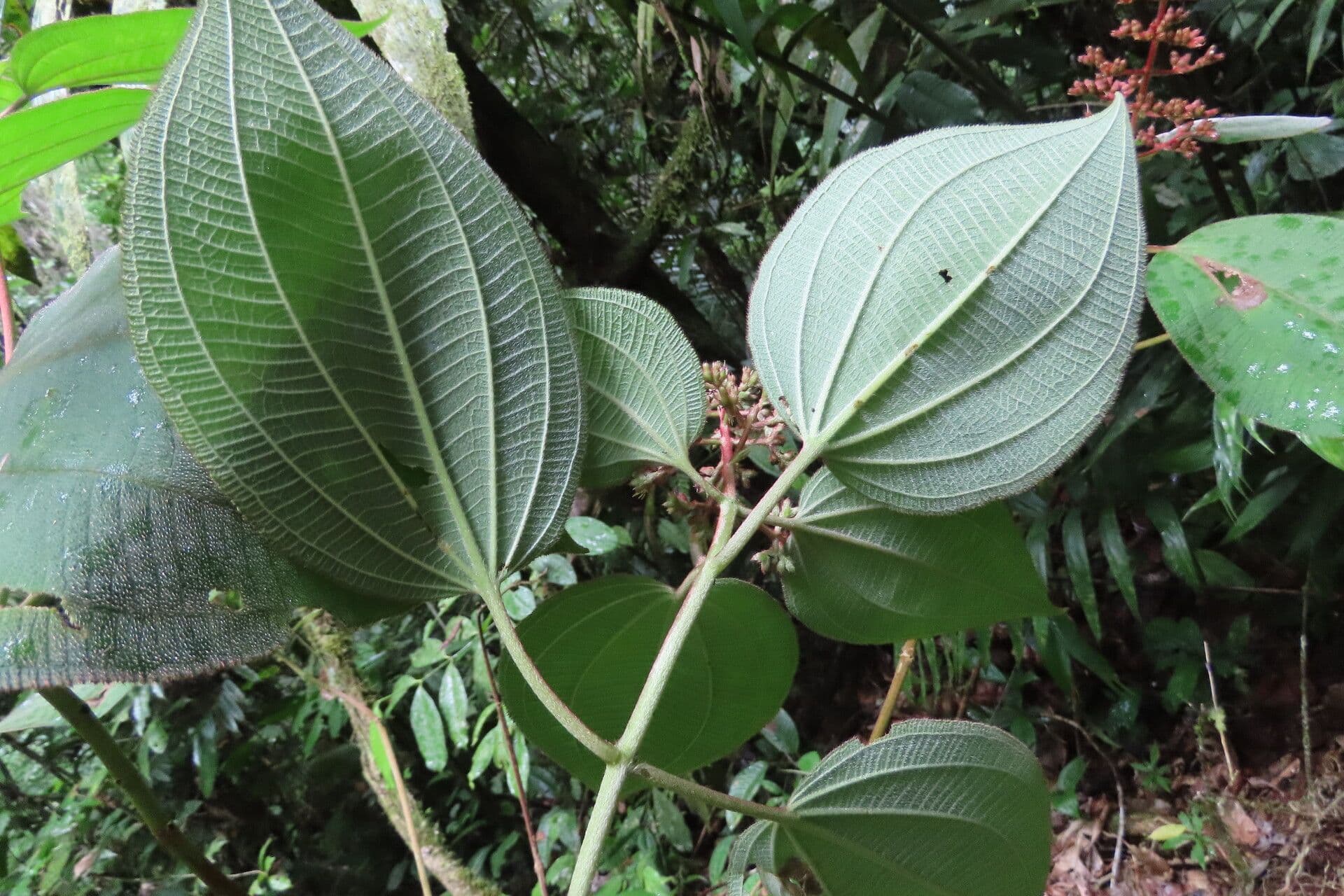 Miconia 14