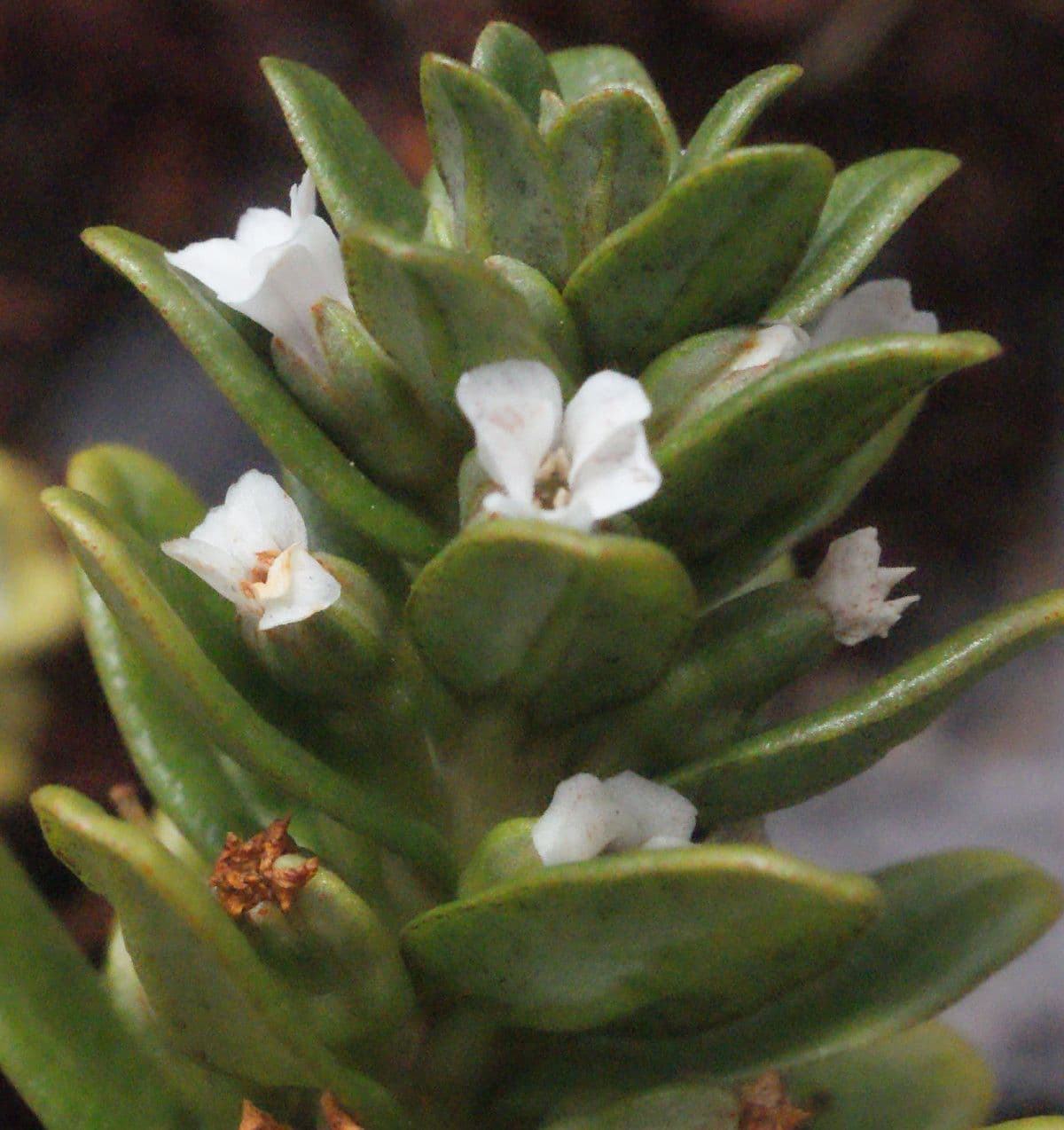 Lysimachia mauritiana 6