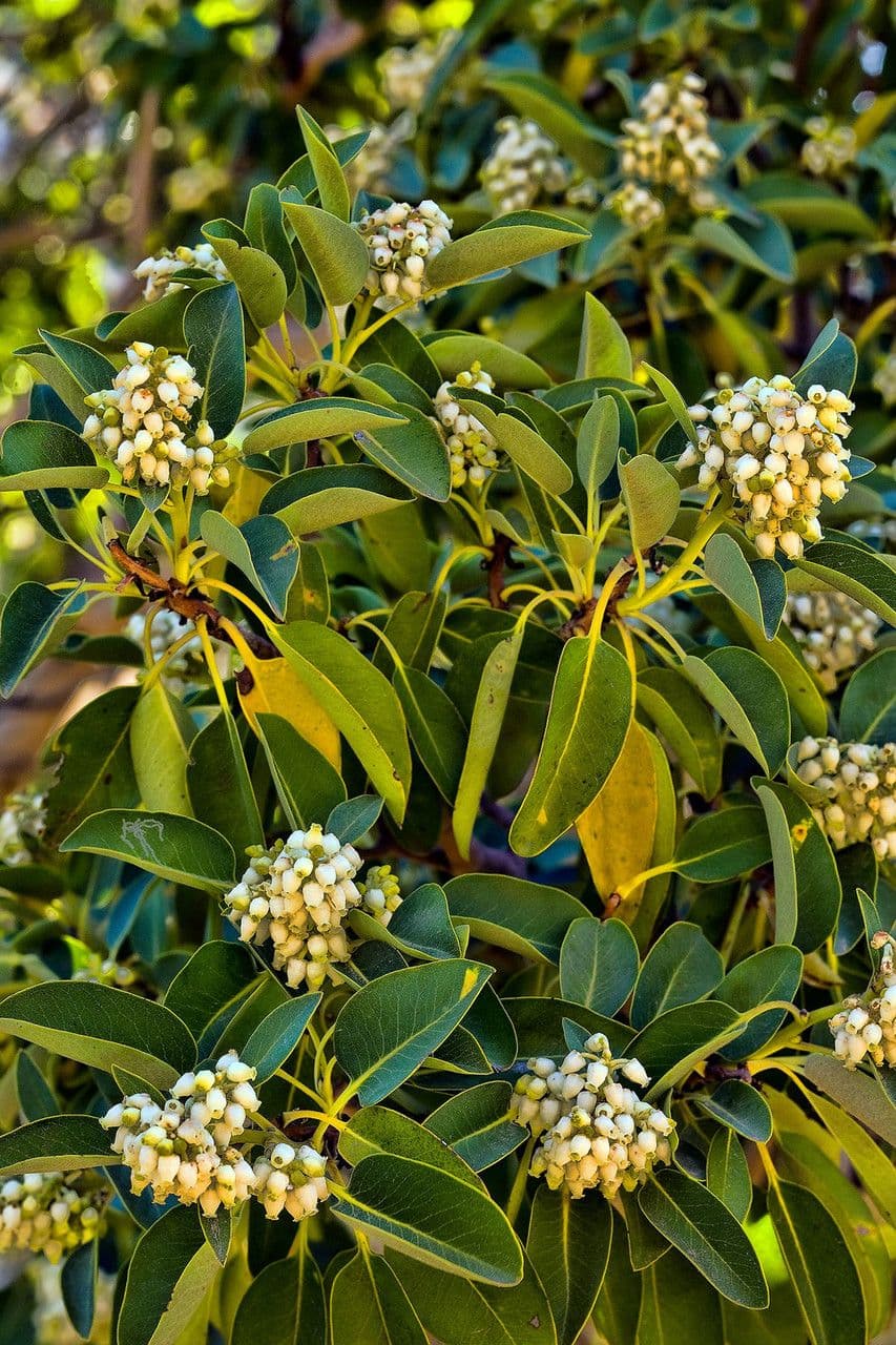 Arbutus xalapensis 7
