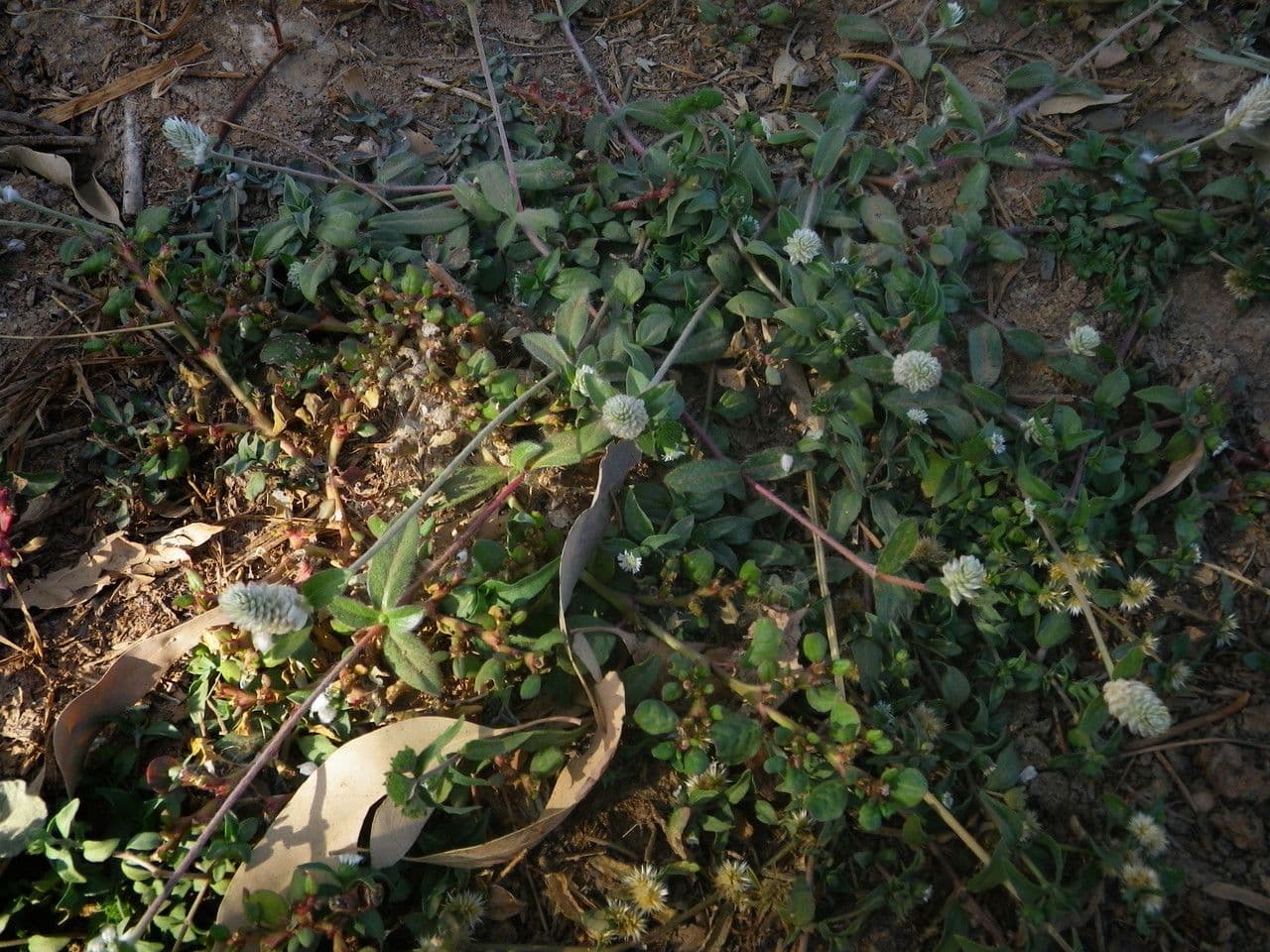 Gomphrena 7