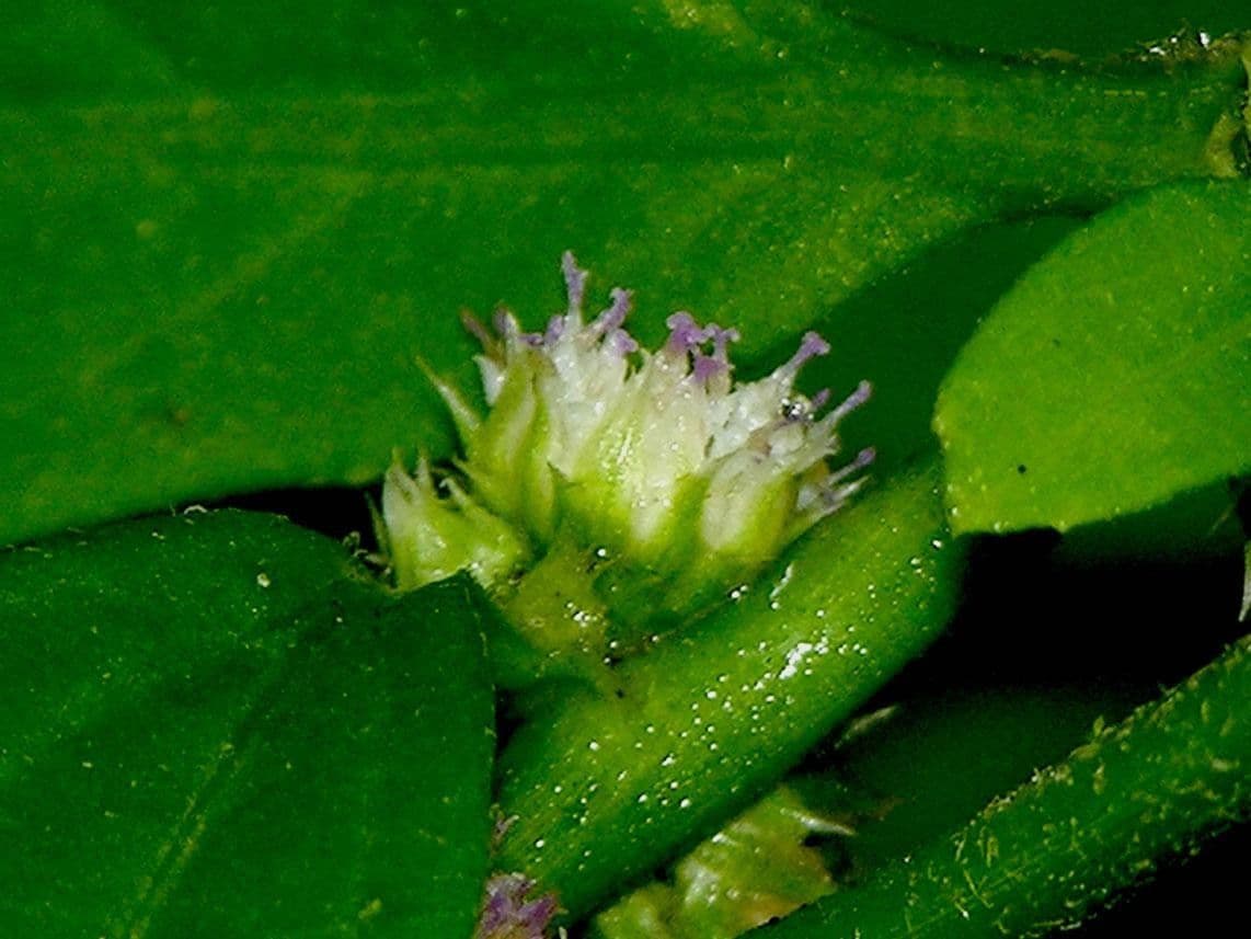 Struchium 5