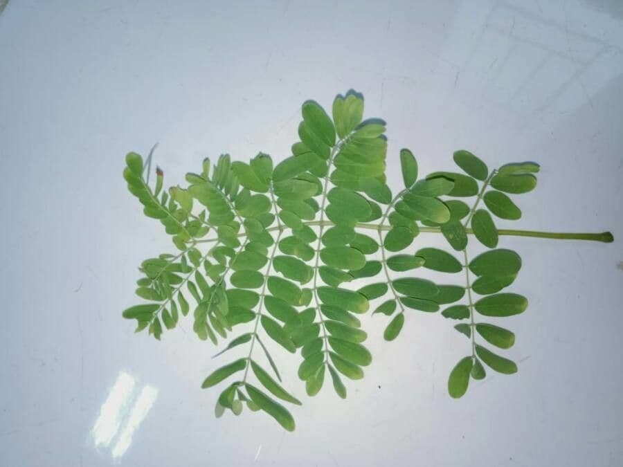 Cesalpinia 16