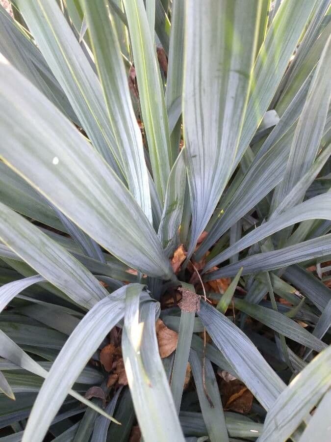 Schopf-Yucca 17