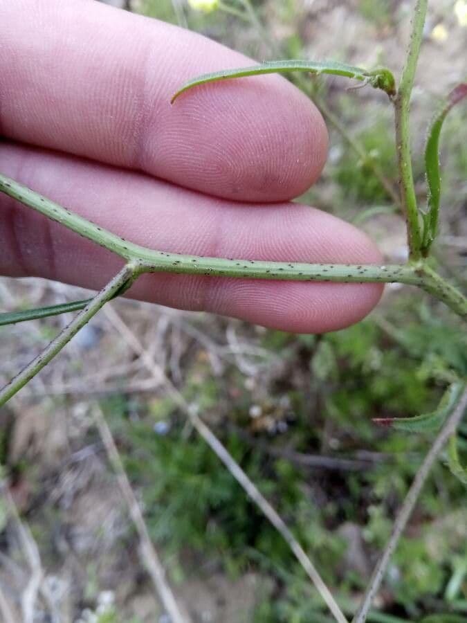 Bunias erucago 23