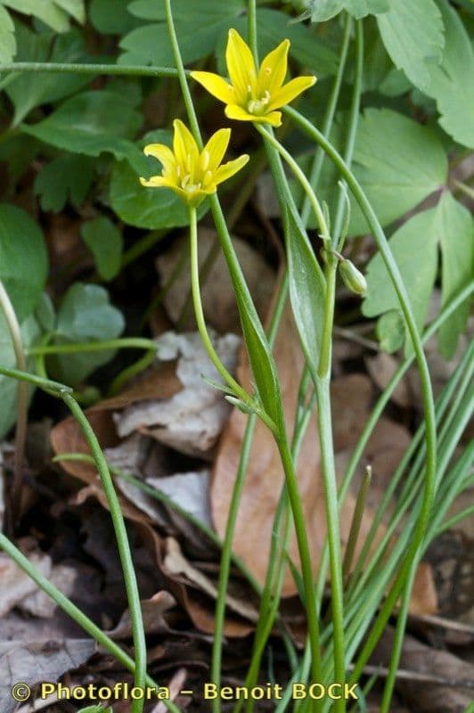 Gagea spathacea 8