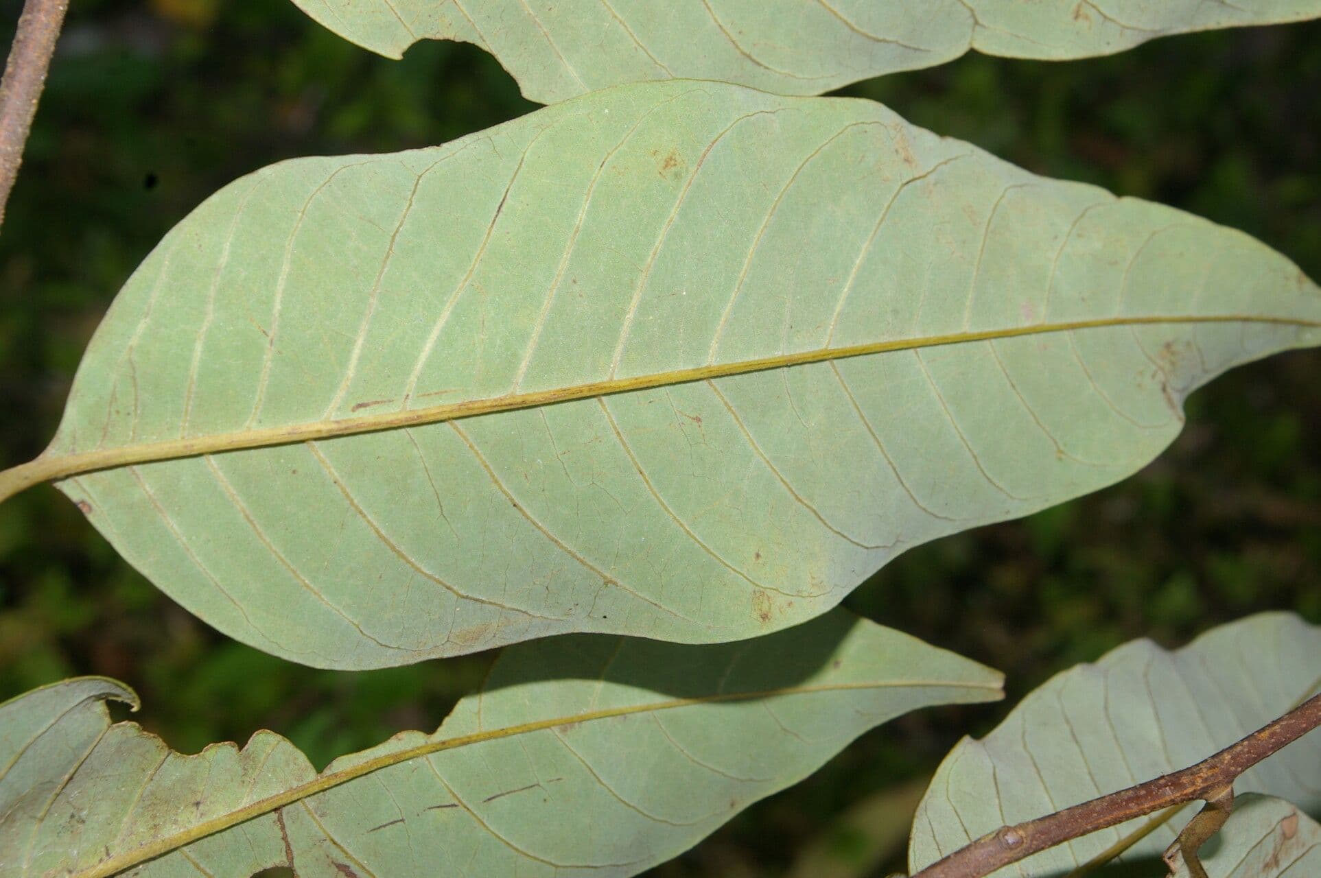 Annona papilionella 8