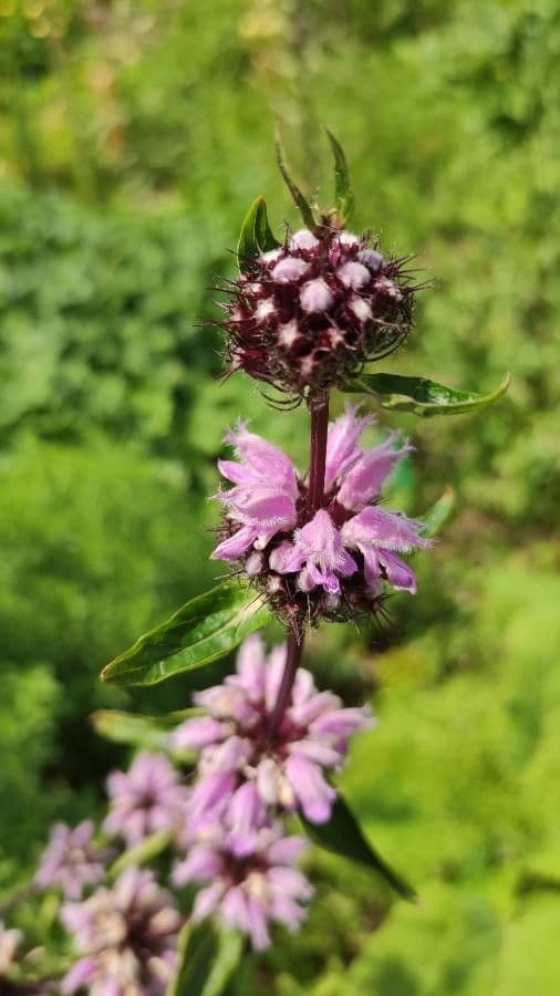Phlomoides 8