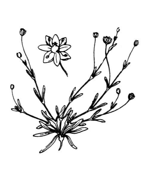 Sagina marittima 10