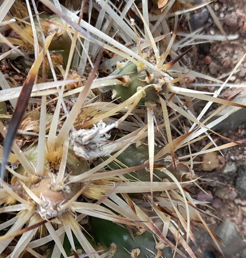 Maihueniopsis 6