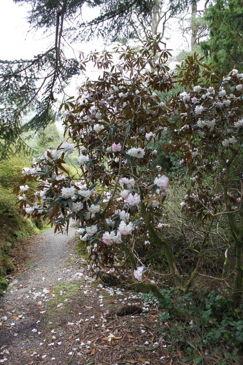 Rododendron stromovit
 12