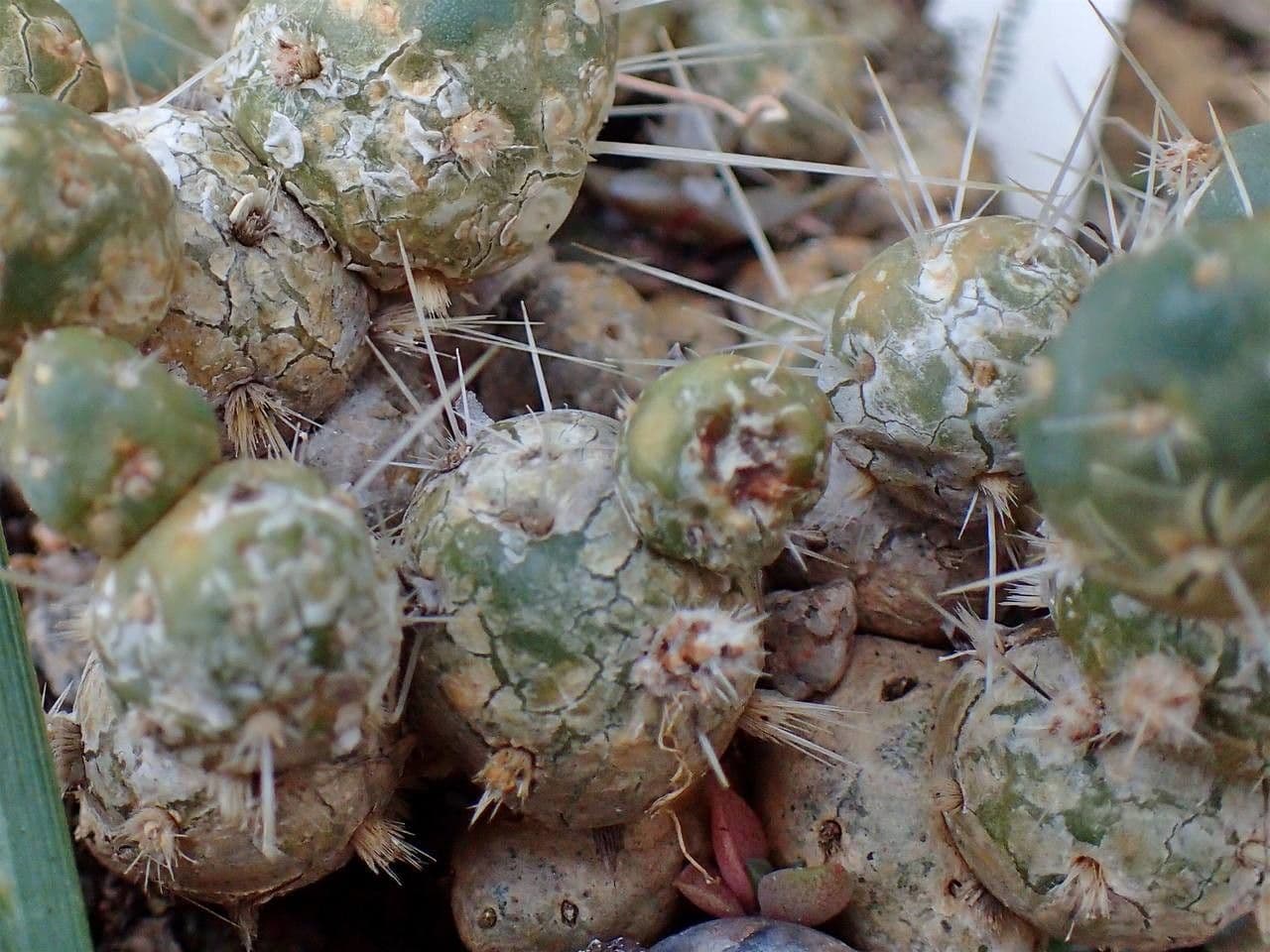 Maihueniopsis