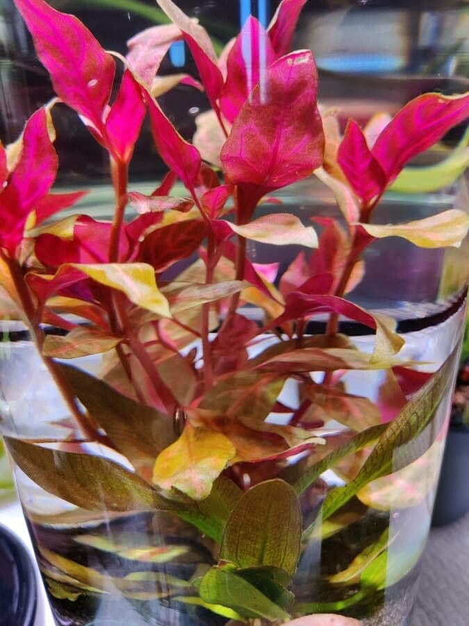 Alternanthera reineckii 3