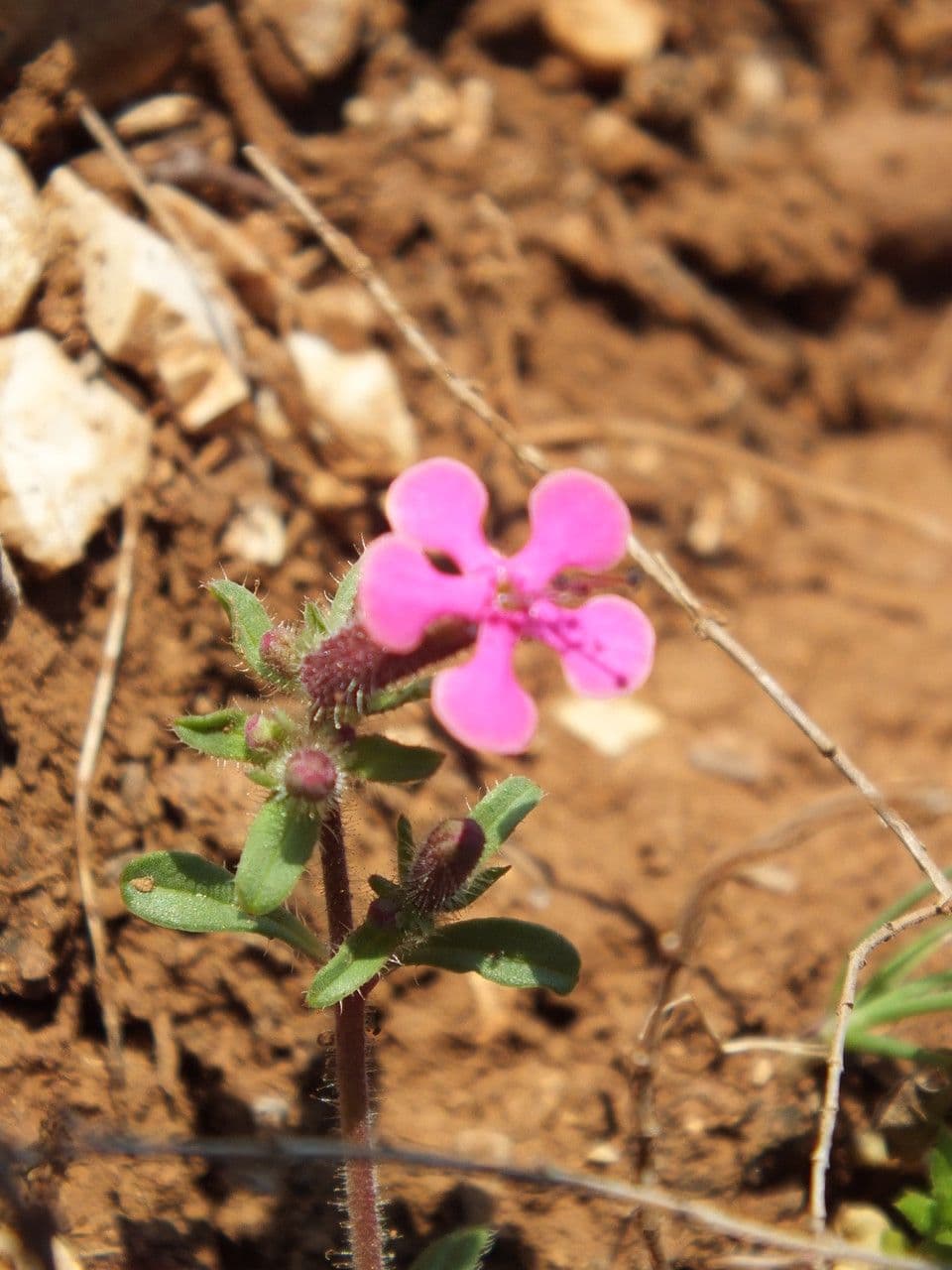 Saponaria