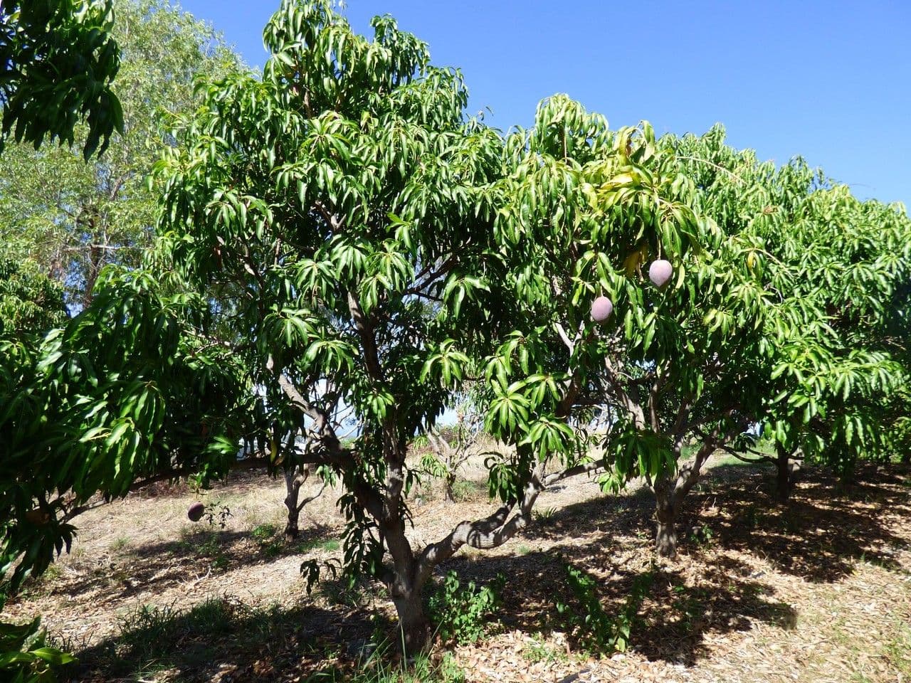 Mango 13