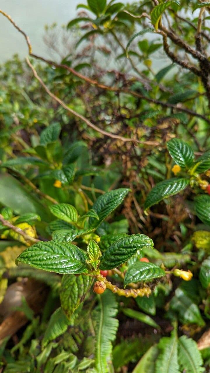 Besleria 11